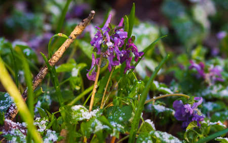Closeup of single winter flower peeping through snowの写真素材