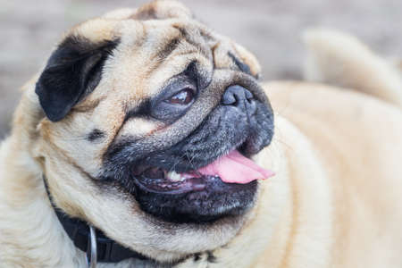 Portrait of a pug dog. Puppy shows tongueの写真素材