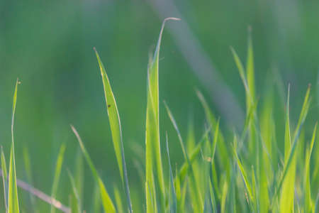 Bright green grass in the close up with copy space.の写真素材