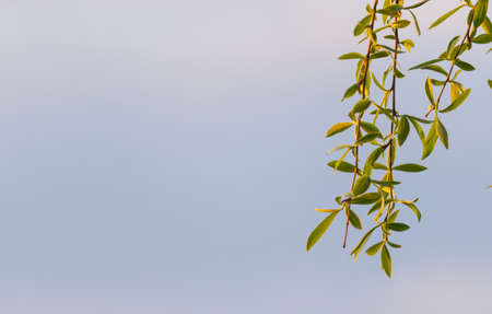 Tree blooms. Walnuts young leaves and inflorescence on a city background. flower on the branch of tree in the spring.の写真素材