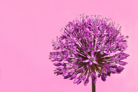 Purple Budding Allium Giganteum Flower on Pink Backgroundの写真素材