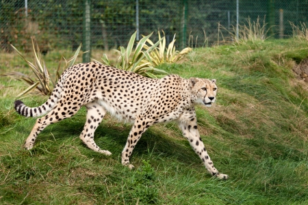 Cheetah Pacing through Grass in Enclosure Acinonyx Jubatusの写真素材