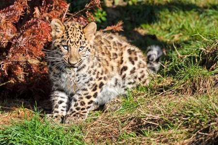 Cute Baby Amur Leopard Cub Chewing Grass Panthera Pardus Orientalisの写真素材