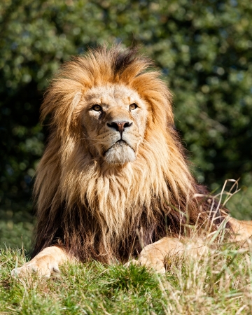 Proud Majestic Lion Sitting in Grass Panthera Leoの写真素材