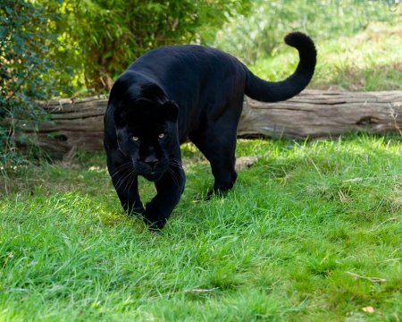 Angry Black Jaguar Stalking Forward Panthera Oncaの写真素材
