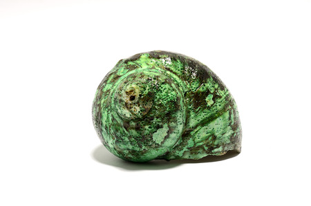 green shell on white backgroundの写真素材