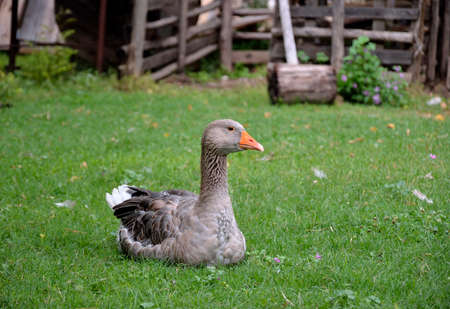 duck-billed orange on green grassの写真素材