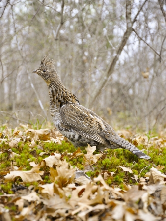 Ruffed Grouse on the forest floorの写真素材