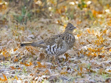 Grouse on the forest floor in the fallの写真素材