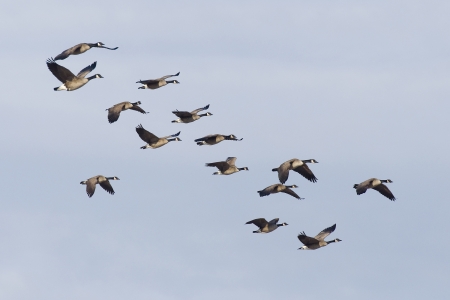 Flock of Canada Gesseの写真素材