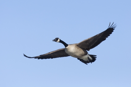 Single Flying Gooseの写真素材