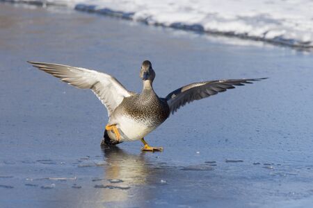 Duck slipping on thin iceの写真素材
