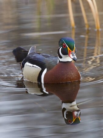Swimming Wood Duckの写真素材