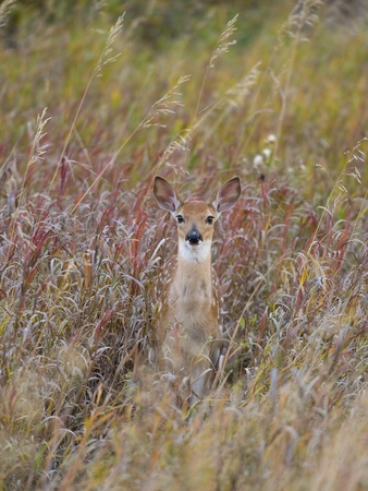 Fawn in Tall Grassの写真素材