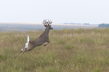 Whitetail Deerの写真素材