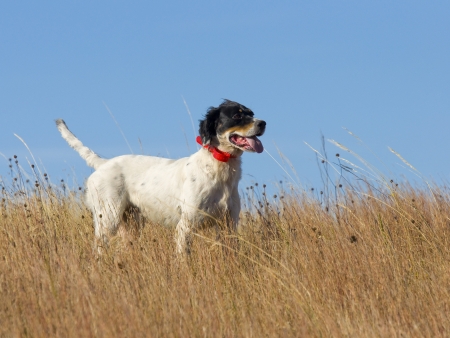 English Setter Pheasant Huntingの写真素材