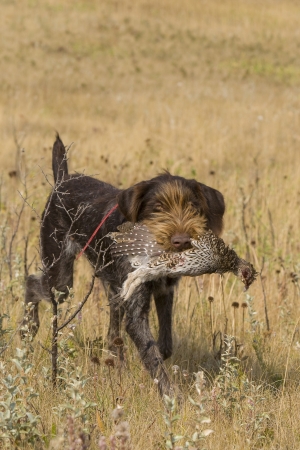 Drahthaar Hunting Dog with Sharptailed Grouseの写真素材