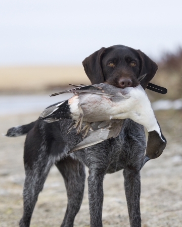 Duck Huntingの写真素材