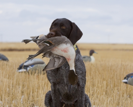 Drahthaar Hunting Dog with a Drake Pintial