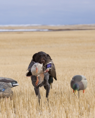 Hunting Dog with a Drake Mallardの写真素材