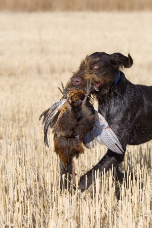Hunting Dog Retrieving a Rooster Pheasantの写真素材