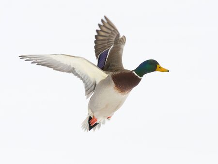 Drake Mallard in flight with snow backgroundの写真素材