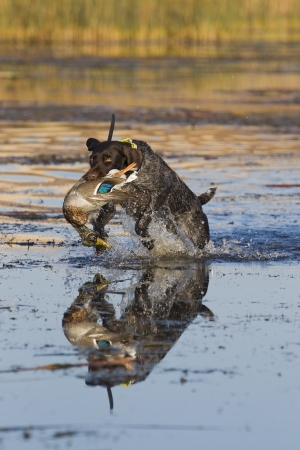 Dog Retrieving a Drake Mallardの写真素材
