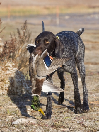 Hunting Dog with a Duckの写真素材