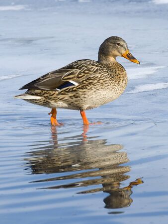 Mallard Hen on Iceの写真素材