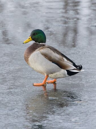Drake Mallardの写真素材