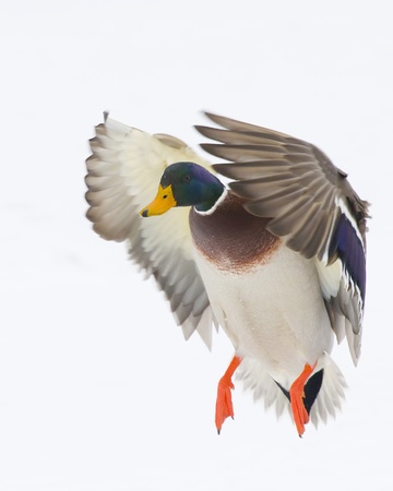 Mallard Drake in Flightの写真素材