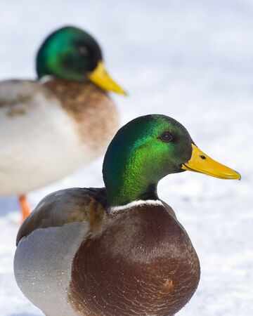Drake Mallardの写真素材