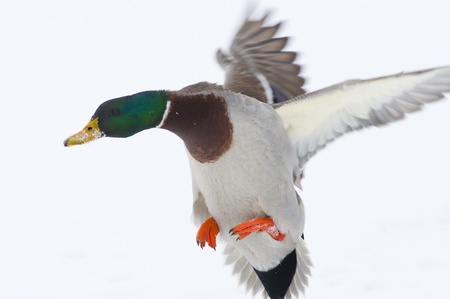 Mallard Drake in Flightの写真素材