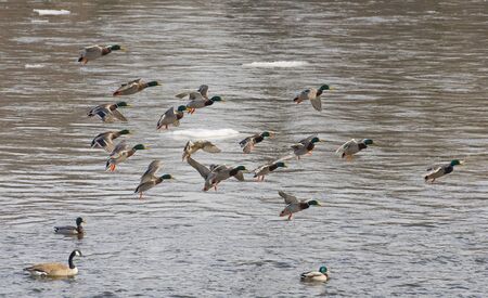 Floskc of Drake Mallards chasing a henの写真素材