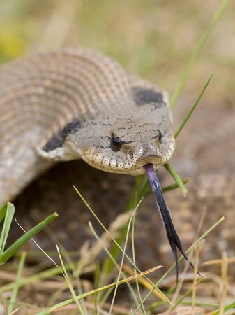 Hognosed Snake