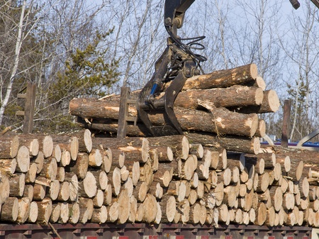 Stacking Pine logs onto a logging truckの写真素材