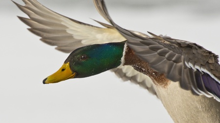 Mallard Duckの写真素材