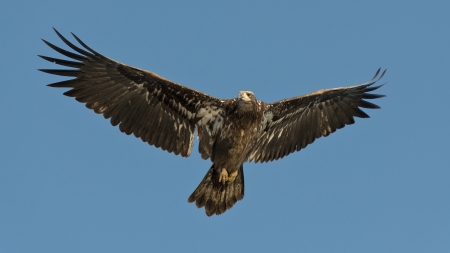 Yong Bald Eagle