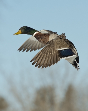 Flying Mallardの写真素材