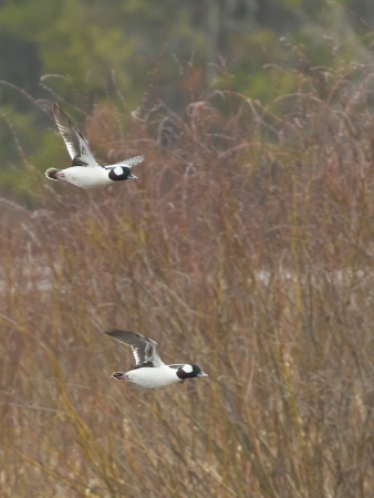 Drake Buffleheadsの写真素材