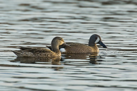 Pair fo teal