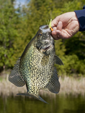 Crappie Fishingの写真素材