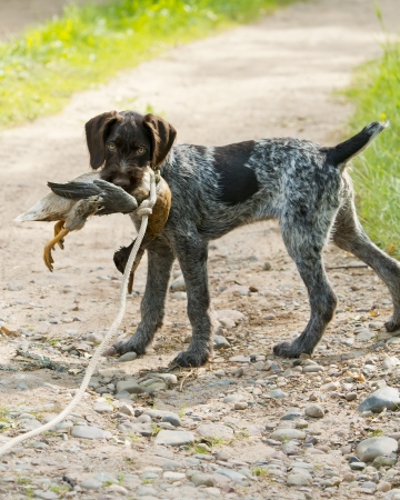 Puppy Retreiving a Duckの写真素材