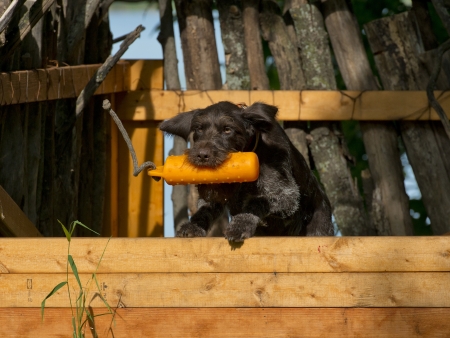 Dog Retrieving