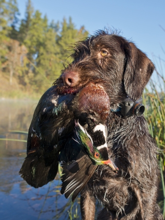 Waterfowl Hunting