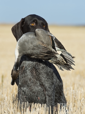 Hunting Dog with a Duckの写真素材