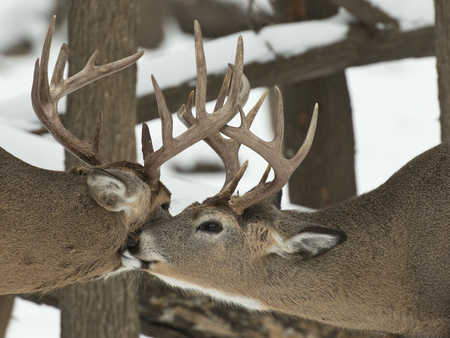 Pair of Whitetail Bucksの写真素材