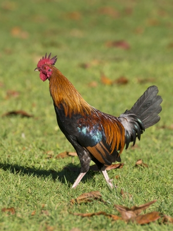 Roosterの写真素材