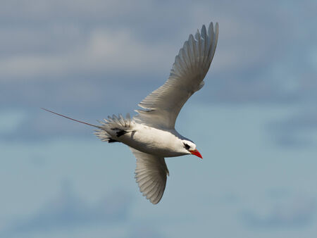 Re-tailed Tropic bird in Hawaiiの写真素材