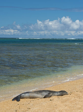Hawaiian Monk Seal in Kauaiの写真素材